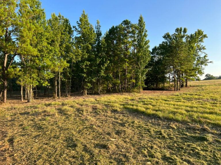 Clearing overgrown land for future use in Chandler, TX
