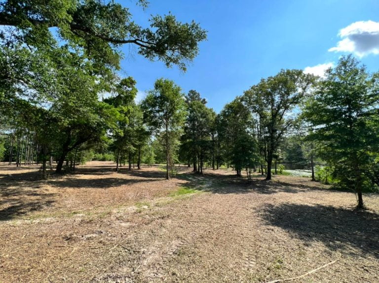 Forestry mulching clearing wooded area in Canton, TX