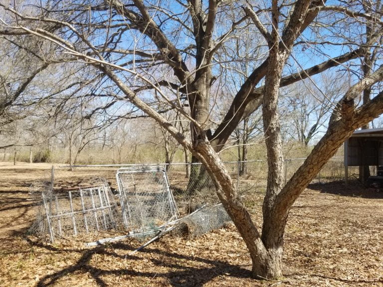 Land clearing removing dense vegetation