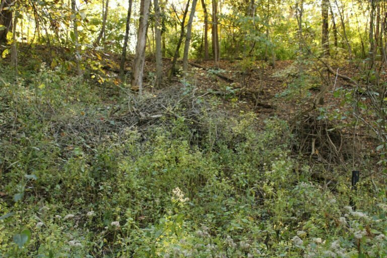 Clearing Underbrush in Montalba, Texas